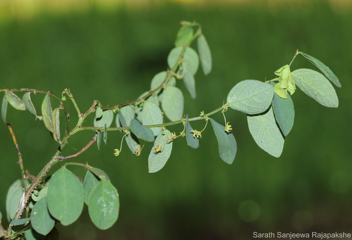Phyllanthus quadrangularis Willd.